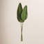 Tige de feuille de Cupp Strelitzia