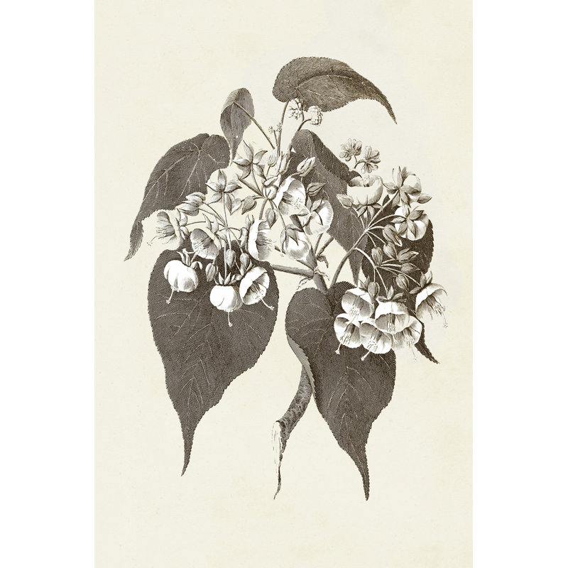 Sepia Botanicals II - Wrapped Canvas Painting, 91cm H x 61cm W x 3.8cm D