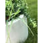 Pot Planter