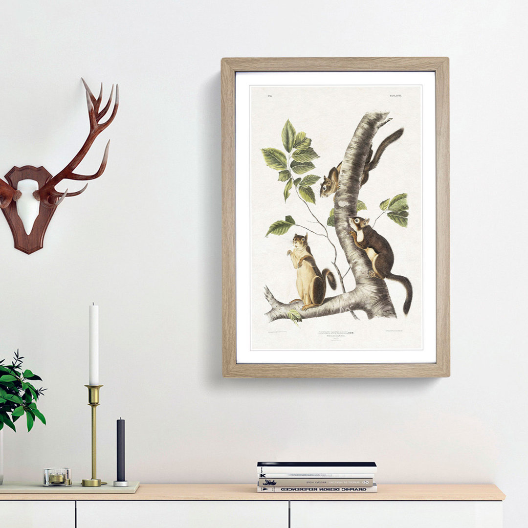 Douglass's Squirrels by J.W. Audubon - Picture Frame Painting Print