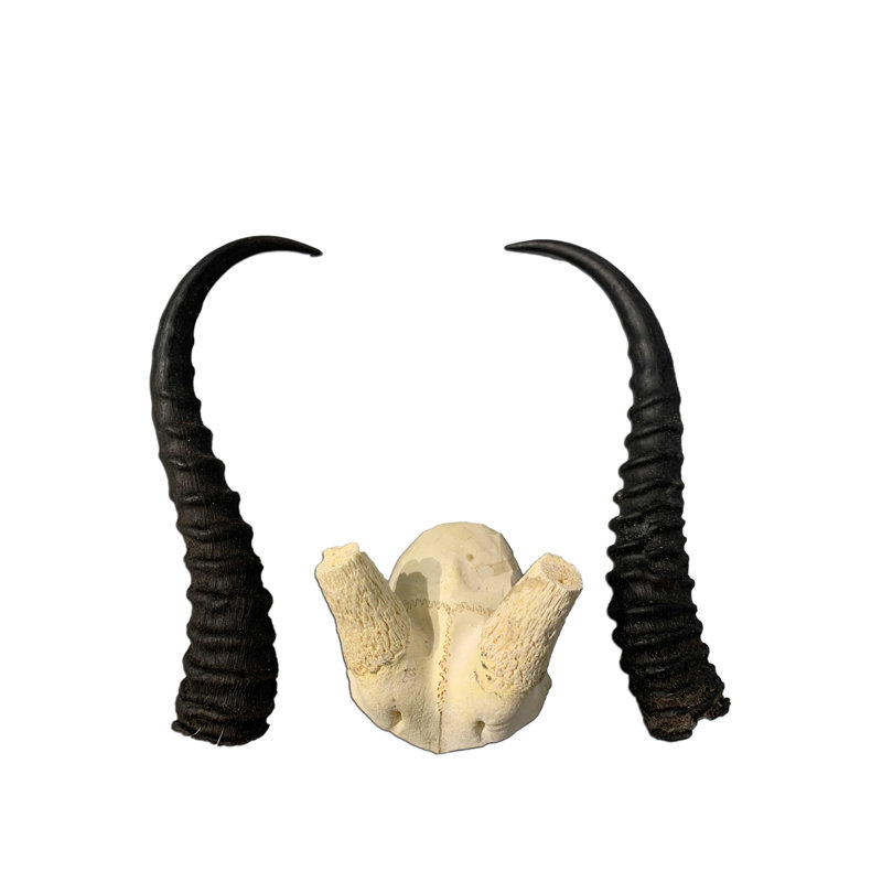 Lelea Real Springbok V-shape Skull
