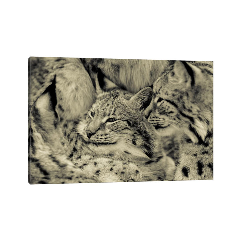 Lynx 1 Piece Wrapped Canvas Wall Art, 20.32 cm H x 30.48 cm W