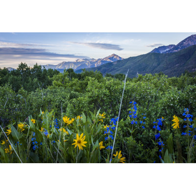 Wildflowers by HilaryGardinerPhotography - Wrapped Canvas Print