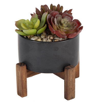 Succulent dans un pot