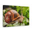 No Frame Print on Canvas-2001805787