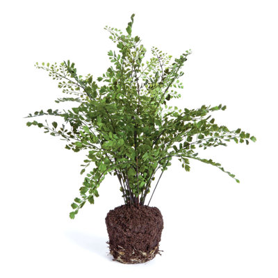 Maidenhair Drop-in 18"
