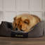Chester Polyester Pet Bed-1154485618-1154485619