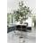 Eucalyptus Tree