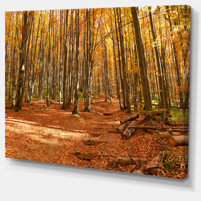" Colorful Fall Forest With Fallen Leaves "