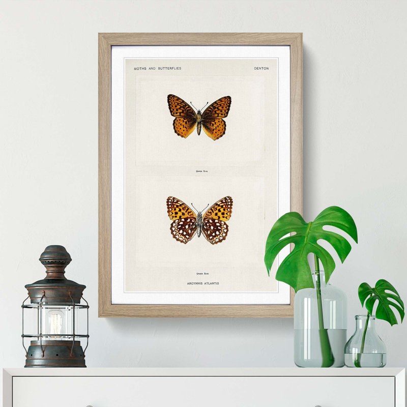 Atlantis Fritillary Butterfly by S.F. Denton - Framed Print, Oak Framed, 63cm H x 45cm W x 2cm D