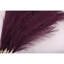 Pampas-508434785-483141775