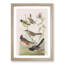 A Selection of Birds by John Audubon - Framed Print-55450941-55450942