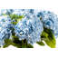 Marla Realtouch Hydrangea Arrangement