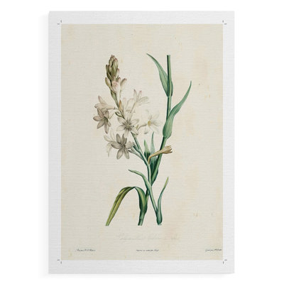 Traditional Botanical IV - Impression sur toile seulement - NON-CADRE