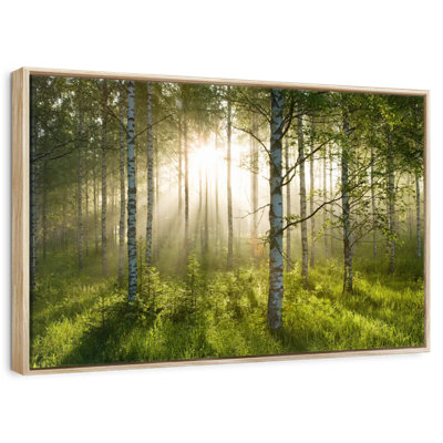 Birch Forest Sunlight