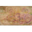 Morning Awakening Painting Canvas