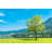 Single Tree Near Water by CHUNYIP WONG - No Frame Print on Canvas-1847274007