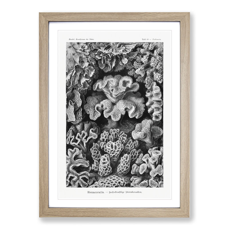 Hexacorallia Coral Vol.2 by Ernst Haeckel - Framed Print, 65cm H x 48cm W x 2cm D, Oak Framed
