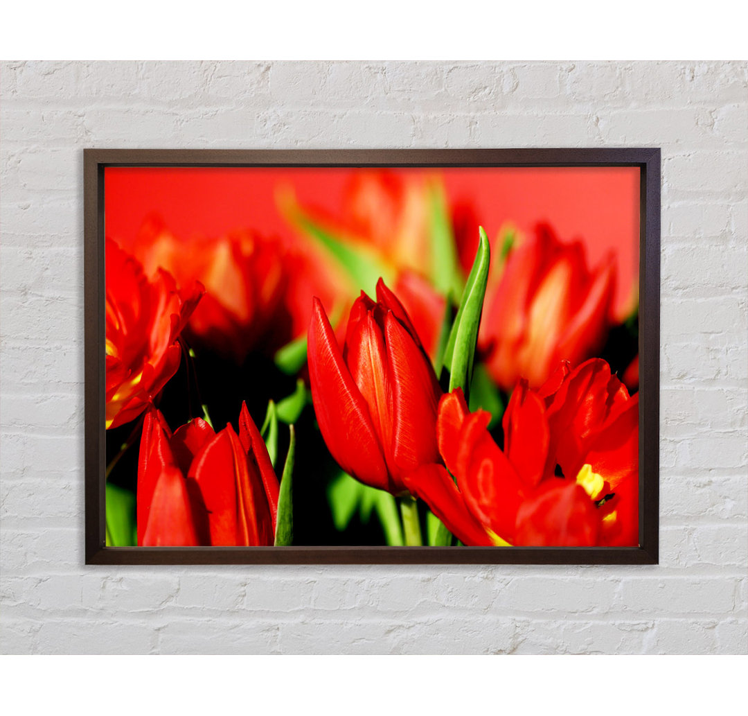 Tulpen im Sonnenlicht - Einzelne Bilderrahmen Kunstdrucke auf Leinwand