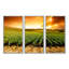 «Sunset Vineyard Panorama», photographie sur toile flottante 3 pièces-897102686-934631038