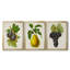 Antique Fruit VI - ensemble de 3 impressions sur toile encadrées-227612692-227612690