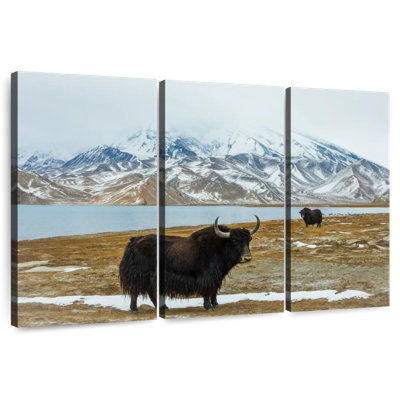 Yaks Near Muztagh Ata