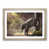 Oak Framed selected