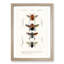 Flying Insect Illustrations PL.1 by Charles d'Orbigny - Picture Frame Graphic Art Print-55576077-55576079