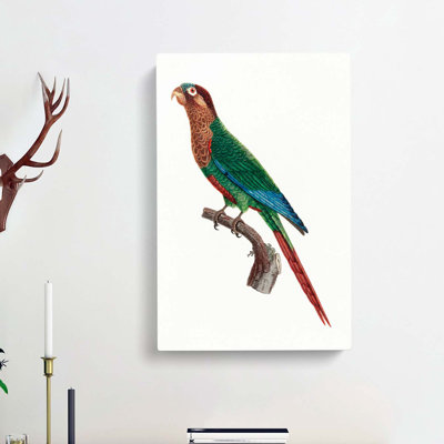 Wave Breasted Parakeet by F. Levaillant - Wrapped Canvas
