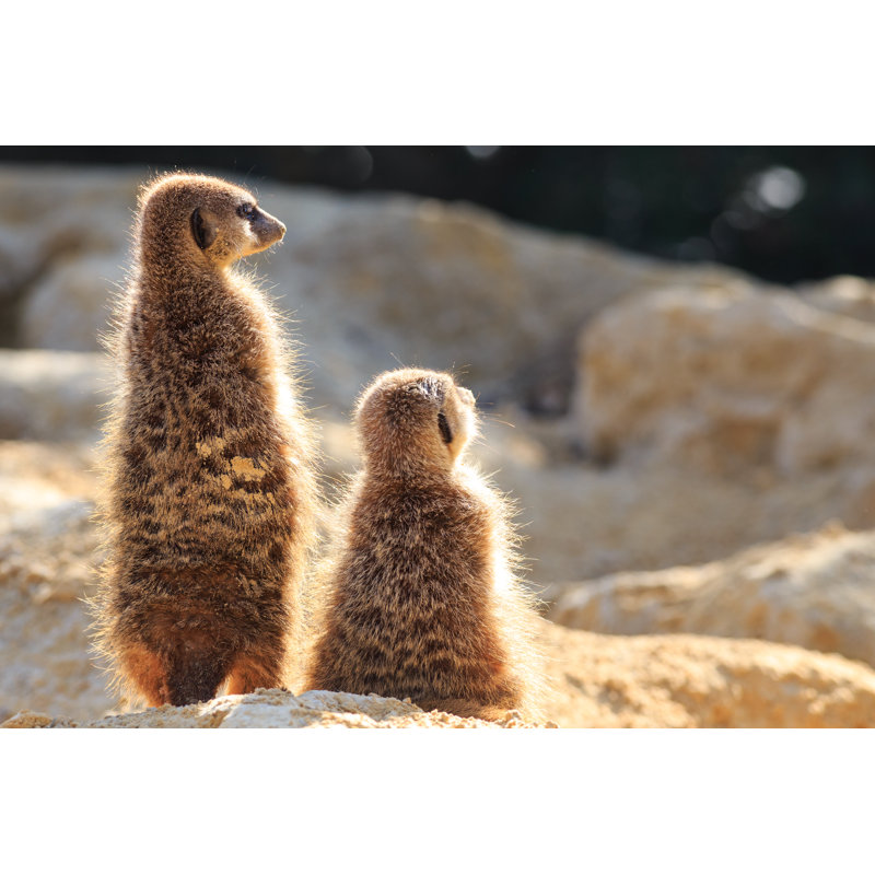 Suricates par Gui00878, H 8 po x l 12 po
