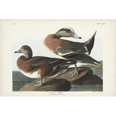 Pl 345 Widgeon américain