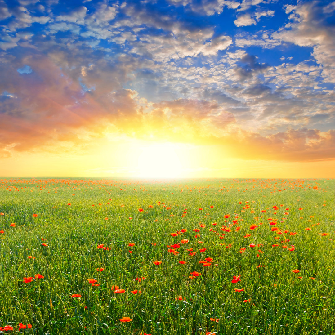 Leinwandbild Red Poppy Field