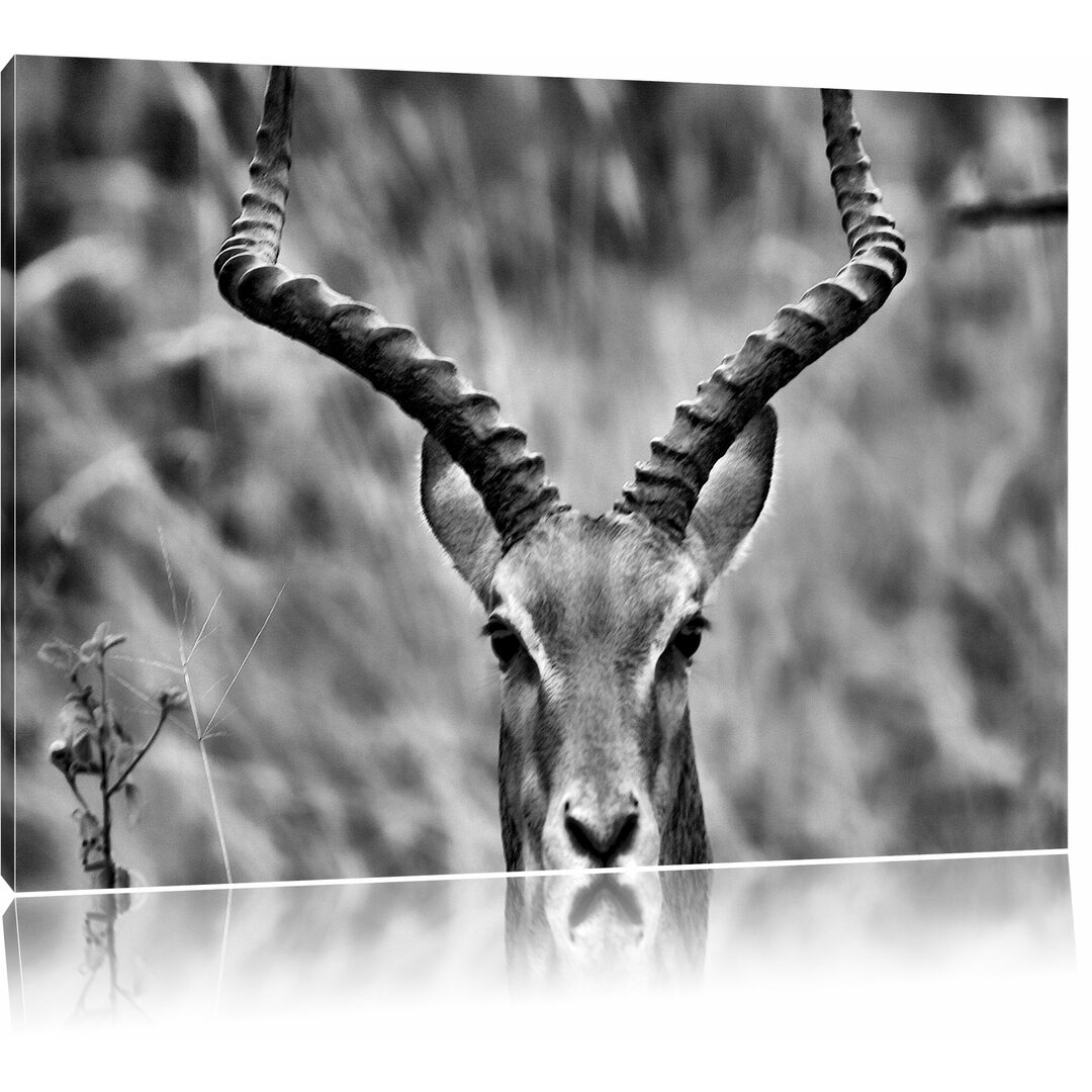 Leinwandbild Prächtige Dorkasgazelle in Monochrom