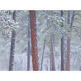 Winter Ponderosa Pine Forest Print by Bruce Heinemann