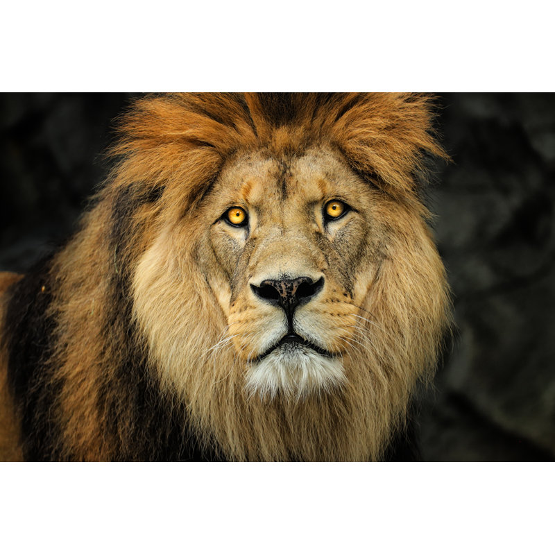 Lion - photographie sur toile tendue, H 24 po x l 36 po