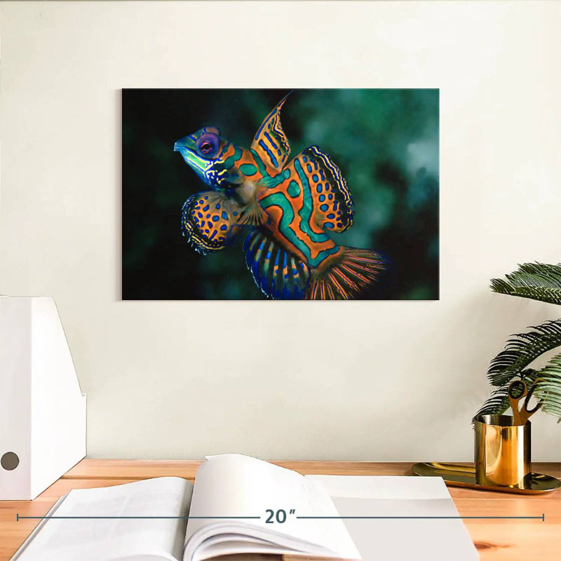 Brampt Mandarin Dragonet, 8" H x 12" W