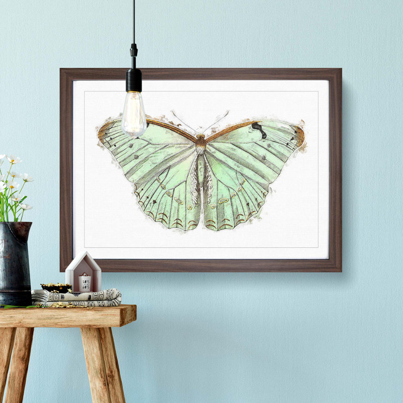 Laertes Butterfly by George Shaw - Framed Print, Walnut Framed, 36cm H x 48cm W x 2cm D