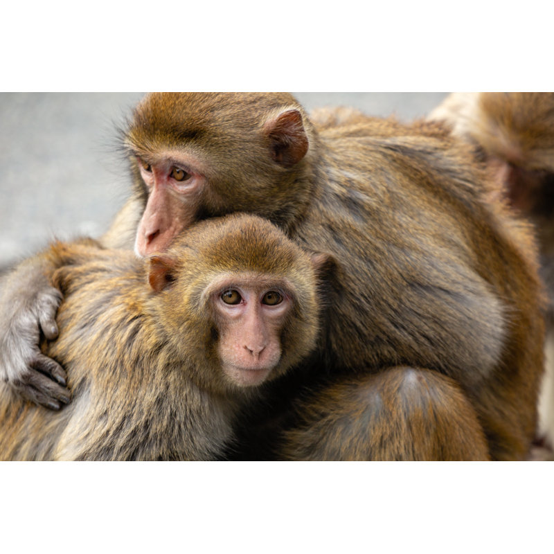 Rhesus Macaques by Zane Michael Cooper - Wrapped Canvas Print, 61cm H x 91cm W
