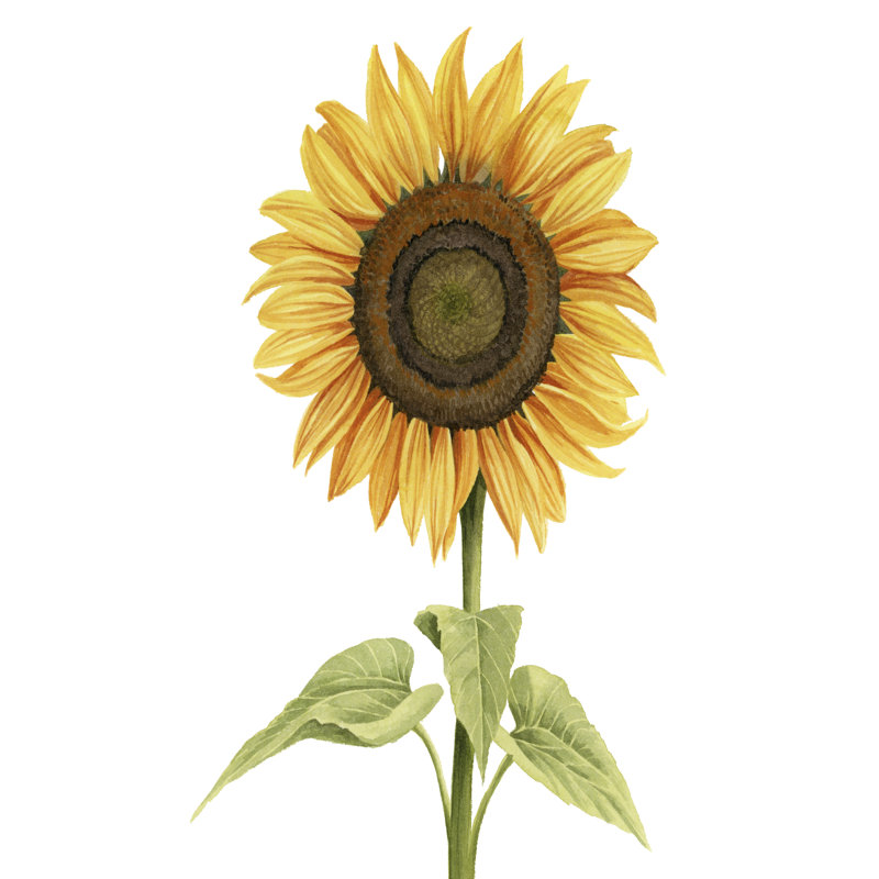 Sunny Flower I by Grace Popp - Wrapped Canvas Painting, 46cm H x 30cm W x 3.8cm D