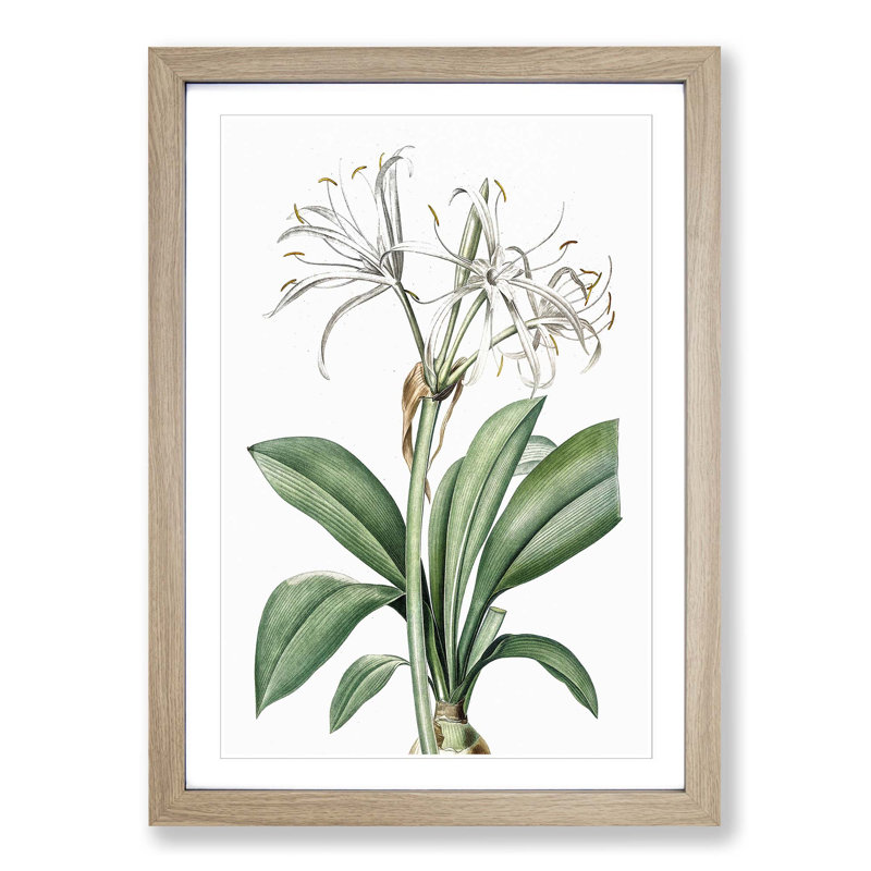 Spider Lily Flowers by Pierre-Joseph Redoute - Picture Frame Painting Print, Oak Framed, 36cm H x 27cm W x 2cm D