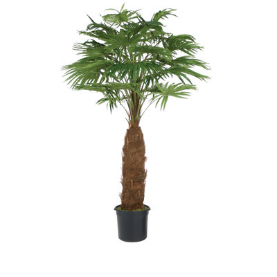 Arbre de palmier artificiel 96" dans un pot de fleurs