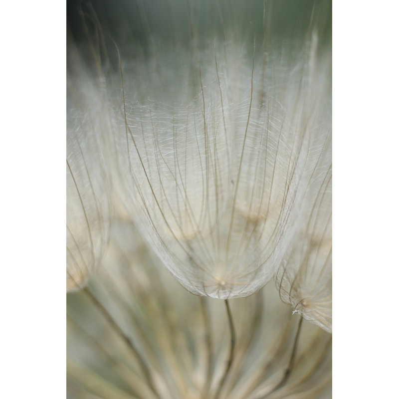 Macro Dandelion III by Renée W. Stramel - Wrapped Canvas Photograph, Wrapped Canvas, 30 cm H x 20 cm W