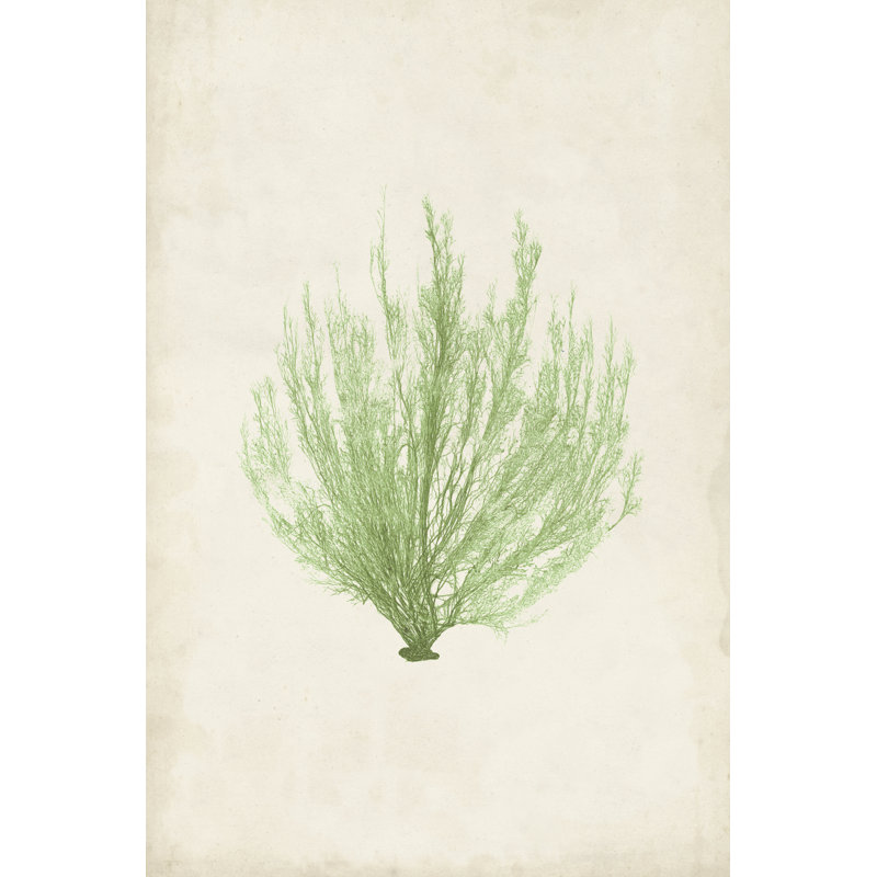 Peridot Seaweed VI by Vision Studio - Wrapped Canvas Painting, 46cm H x 30cm W