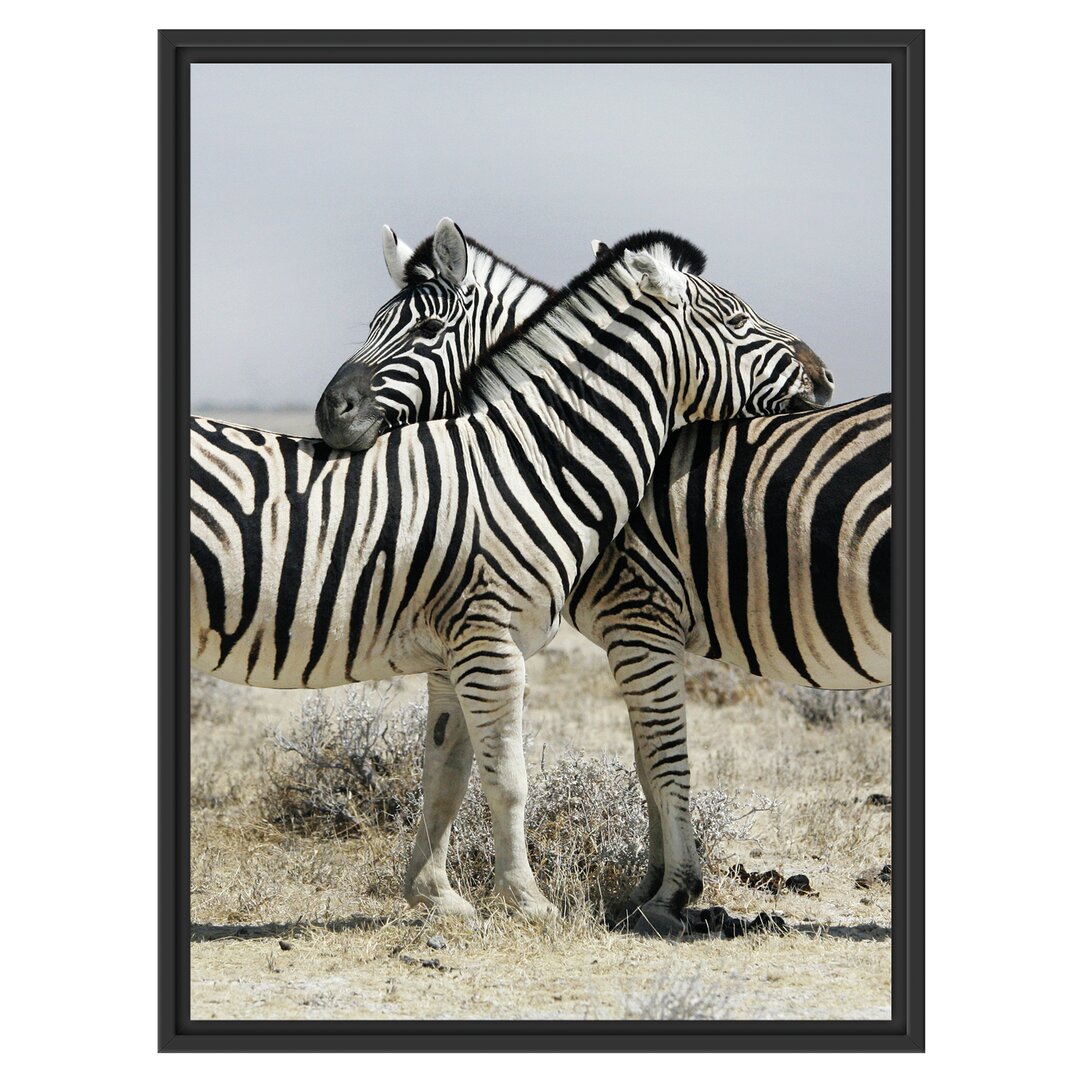 Gerahmtes Wandbild Schmusende Zebras