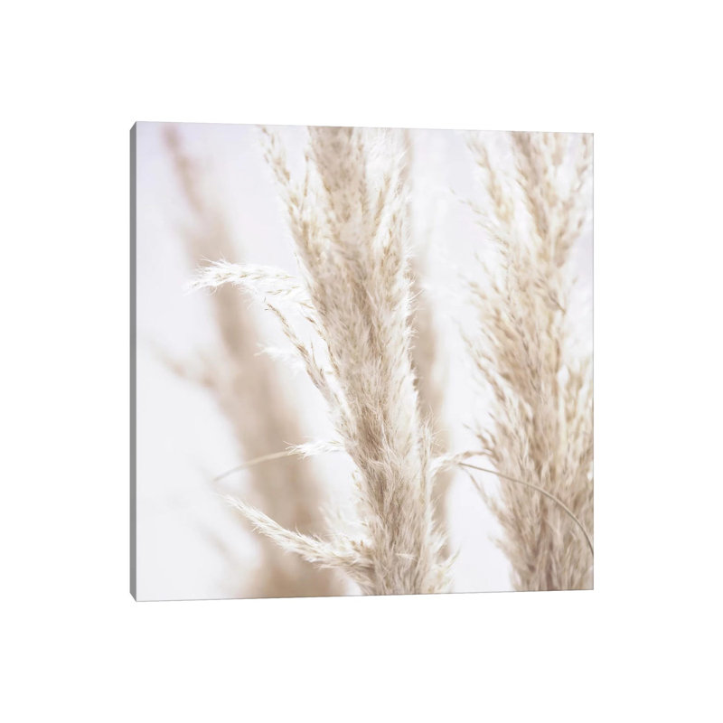 Pampas Reed I Square by Monika Strigel - Print on Canvas, Wrapped Canvas, 66.04cm H x 66.04cm W x 3.81cm D
