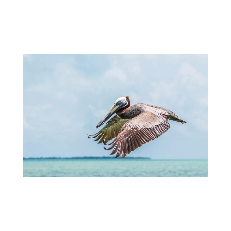 Belize, Ambergris Caye. Adult Brown Pelican Flies over the Caribbean Sea 1 Piece Wrapped Canvas Wall Art