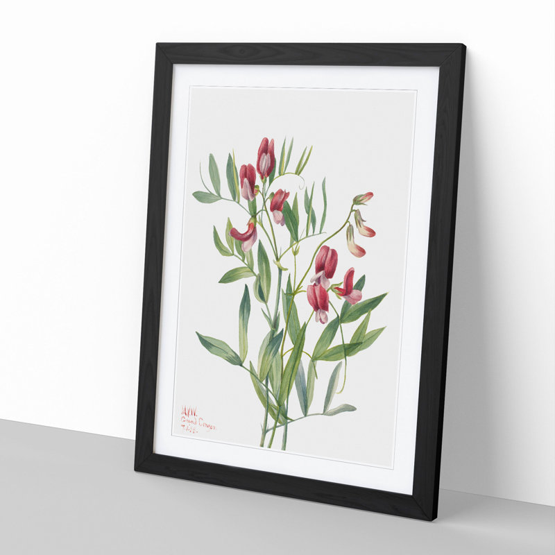 Wild Pea by Mary Vaux Walcott - Picture Frame Painting, Black Framed, 65cm H x 48cm W x 2cm D