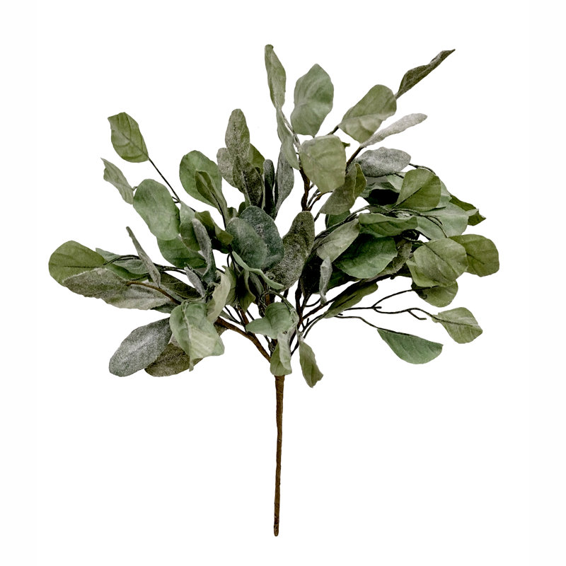 21 plantes