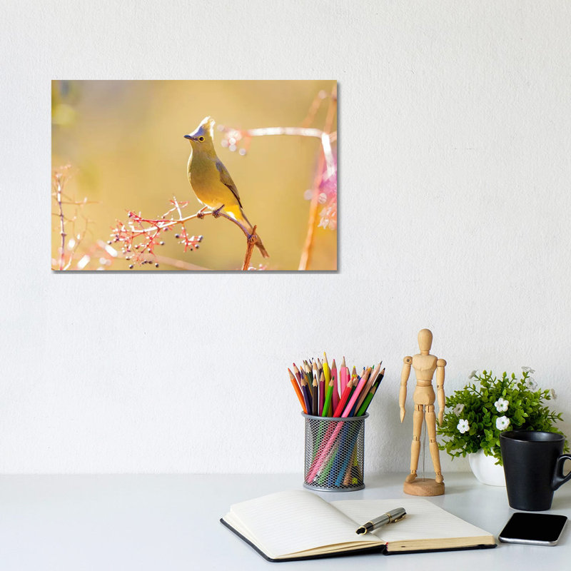 Central America, Costa Rica. Female Long-tailed Silky-flycatcher. by Jaynes Gallery - Wrapped Canvas Gallery-Wrapped Canvas Giclée