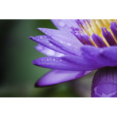 Nénuphar par Xh4D